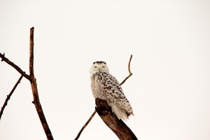 Snoozing Snowy Owl